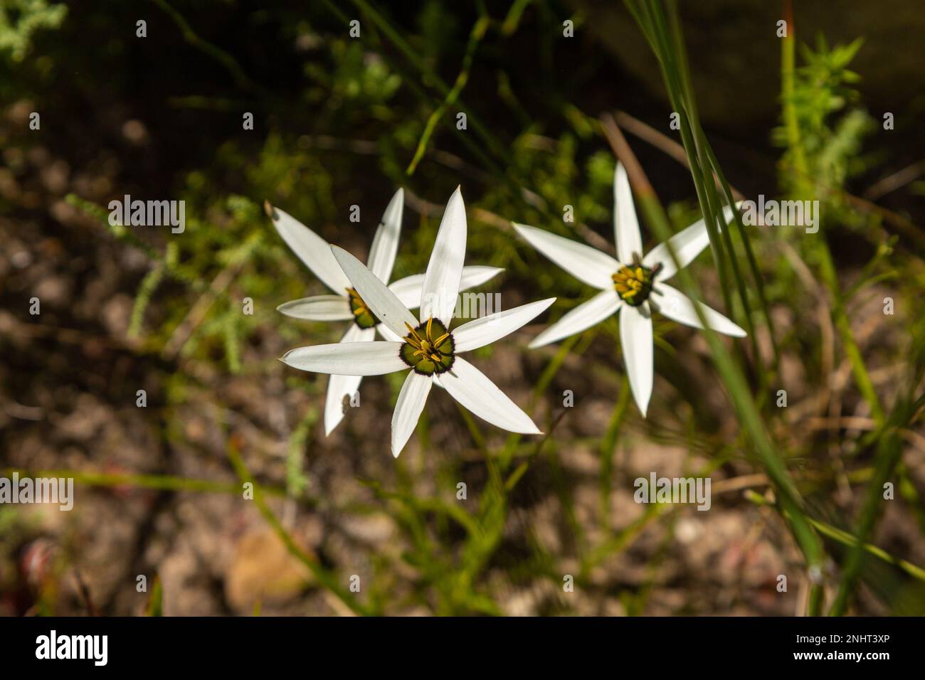 white flowered form of Pauridia capensis on the Piketberg in the Western Cape of South Afrca Stock Photo