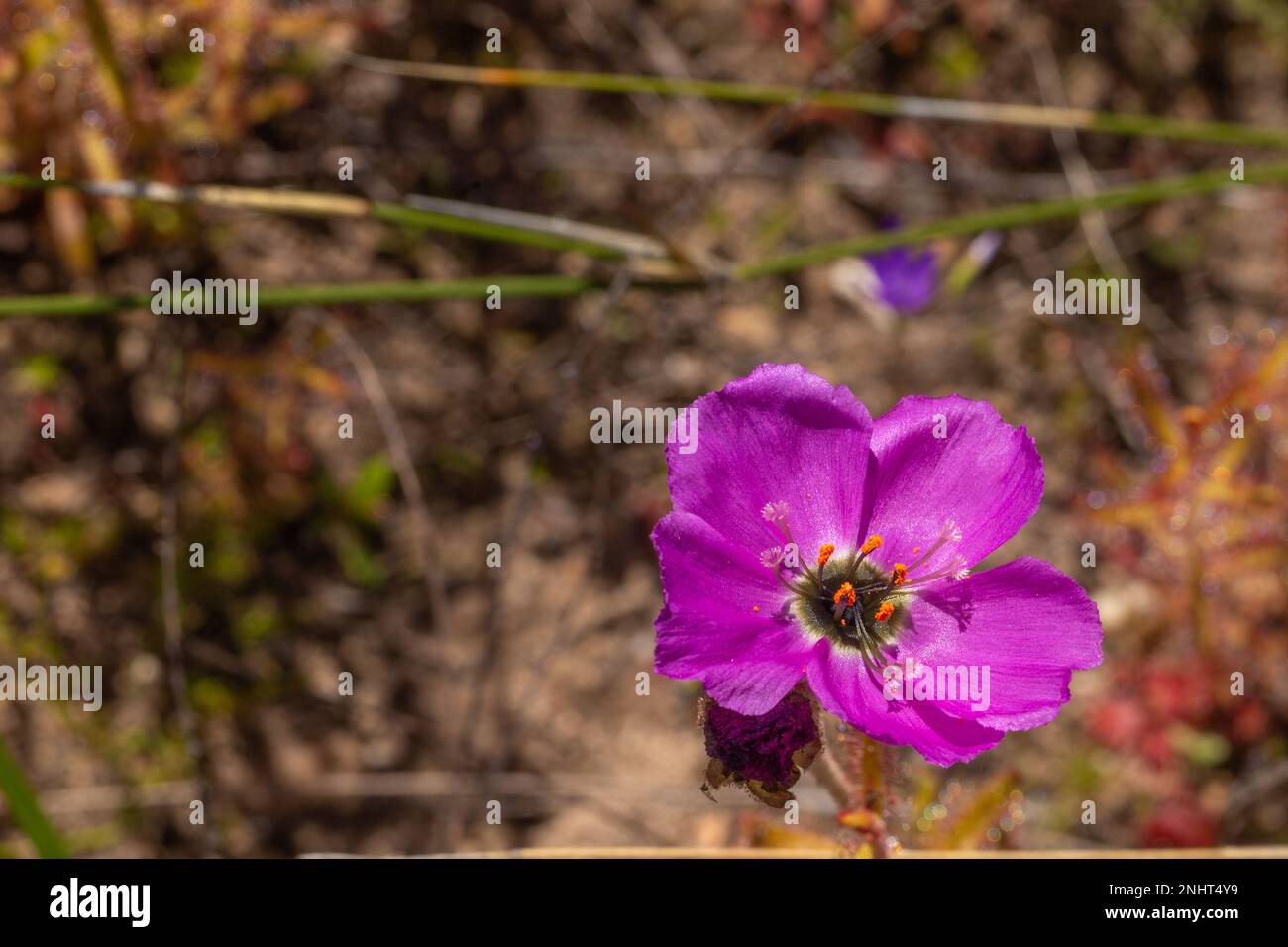 Pink flower of the carnivorous plant Drosera cistiflora near Piketberg in the Western Cape of South Africa Stock Photo