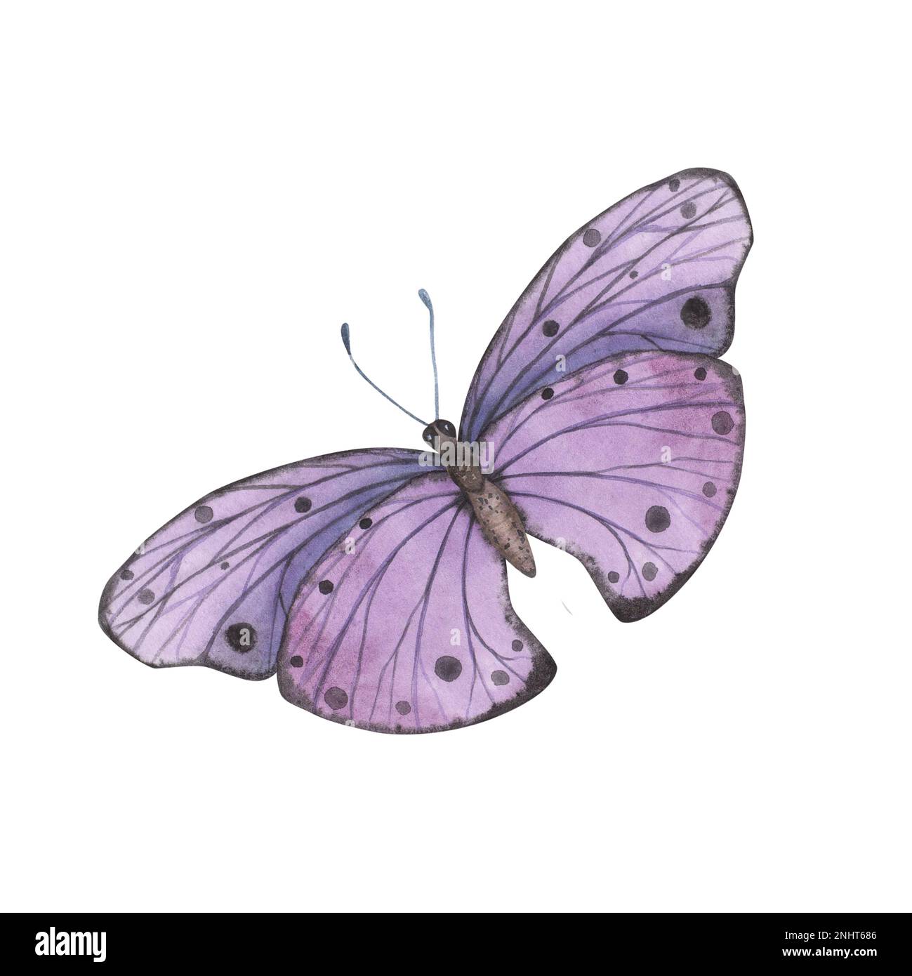 Realistic Violet butterfly with detailed wings isolated on white ...