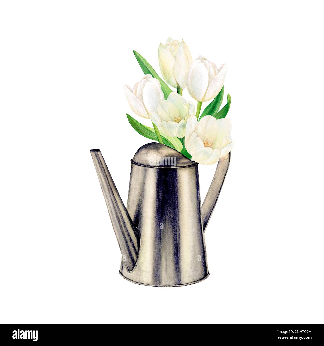 Watercolor drawing of a bouquet of five luxurious white tulips in a ...