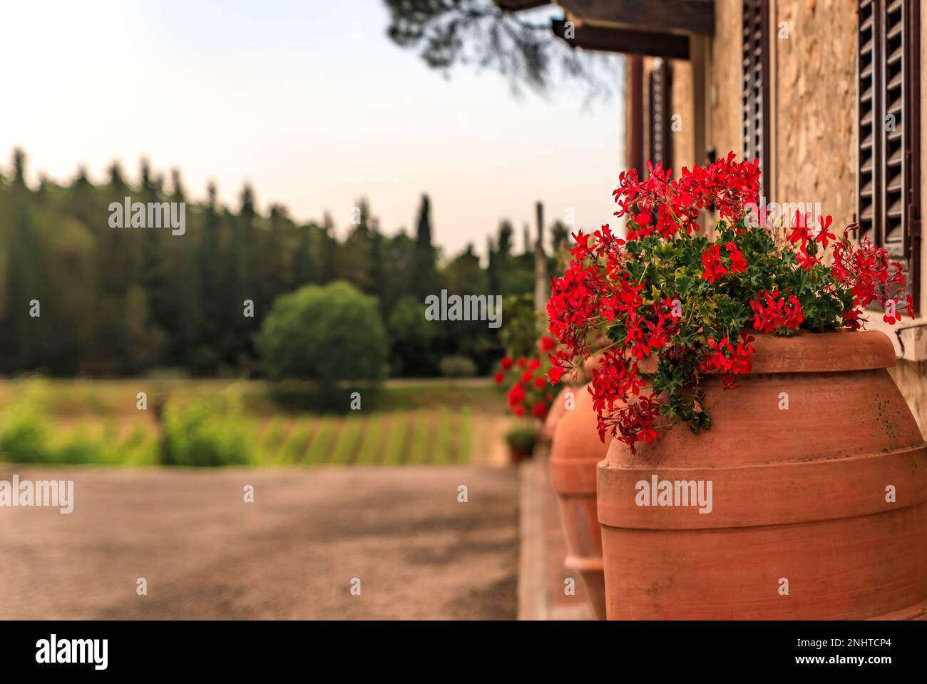 Traditional old stone house with red flowers at a vineyard amongst the ...