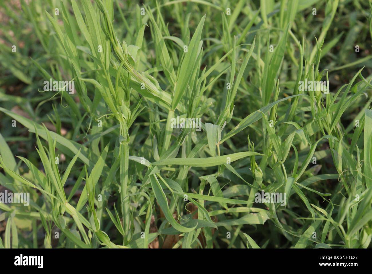 green colored Lathyrus sativus farm for harvest are cash crops Stock Photo
