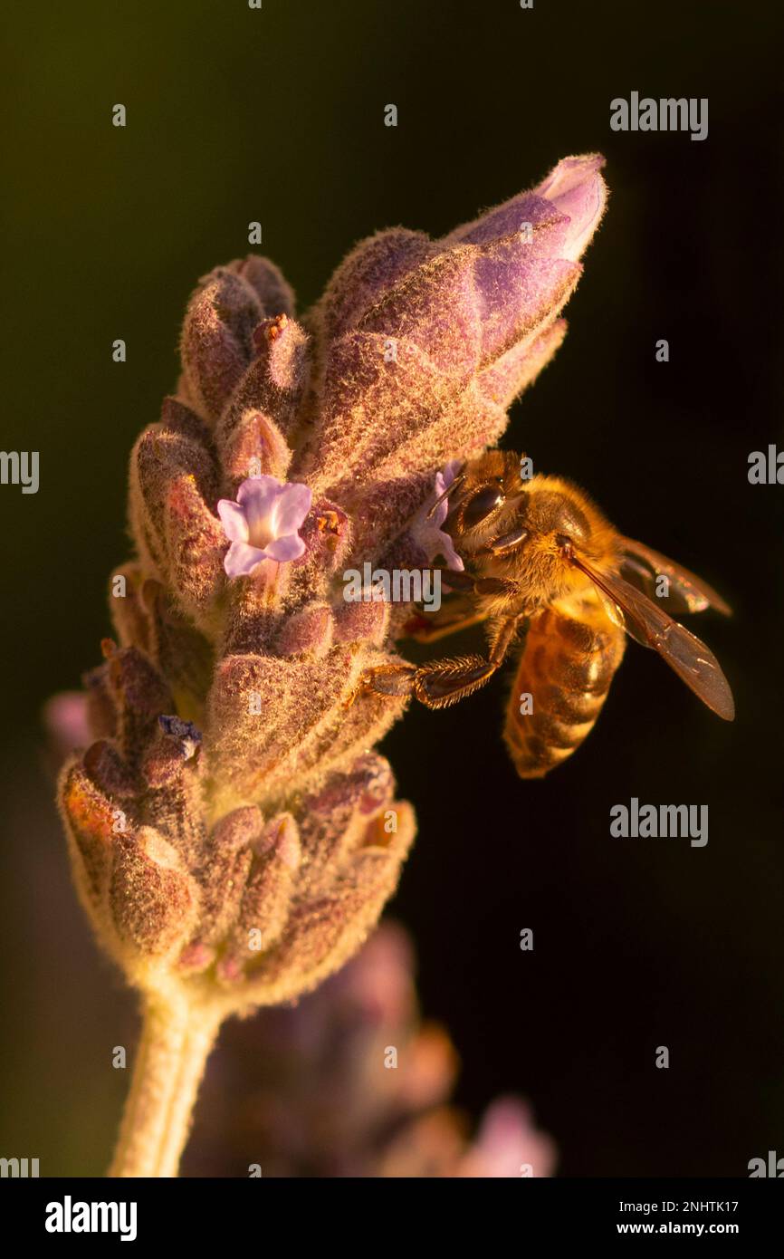 Honey bee taking pollen from a flower on a lavender bush during sunset