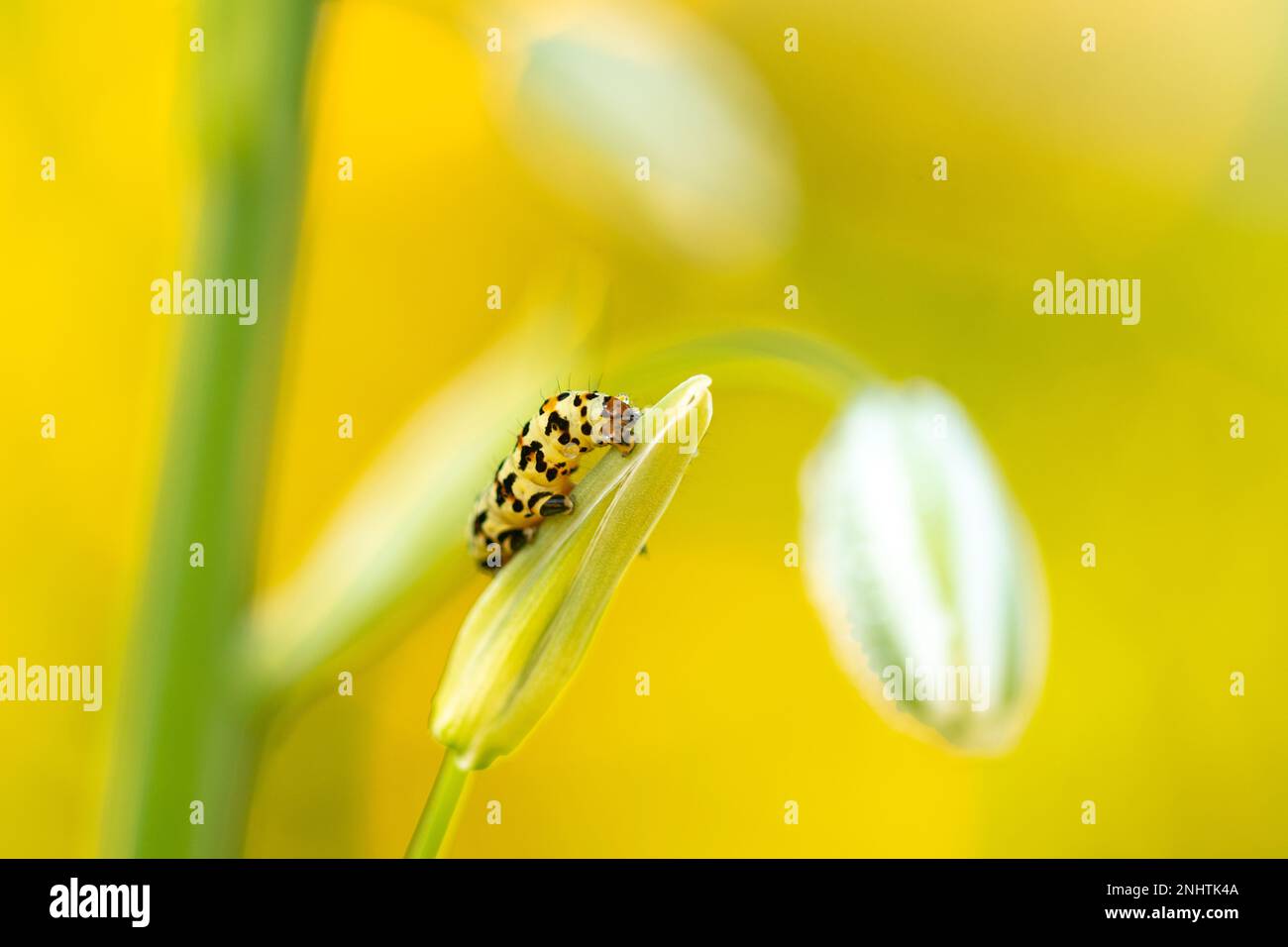 A worm eating away at a wild plant with flowers in a fruit garden on a farm in the Sandveld area early in the morning in Western Cape, South Africa Stock Photo