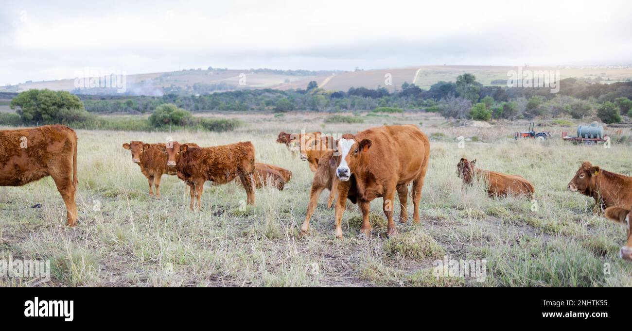 Cows, countryside and agriculture field with milking and meat cattle