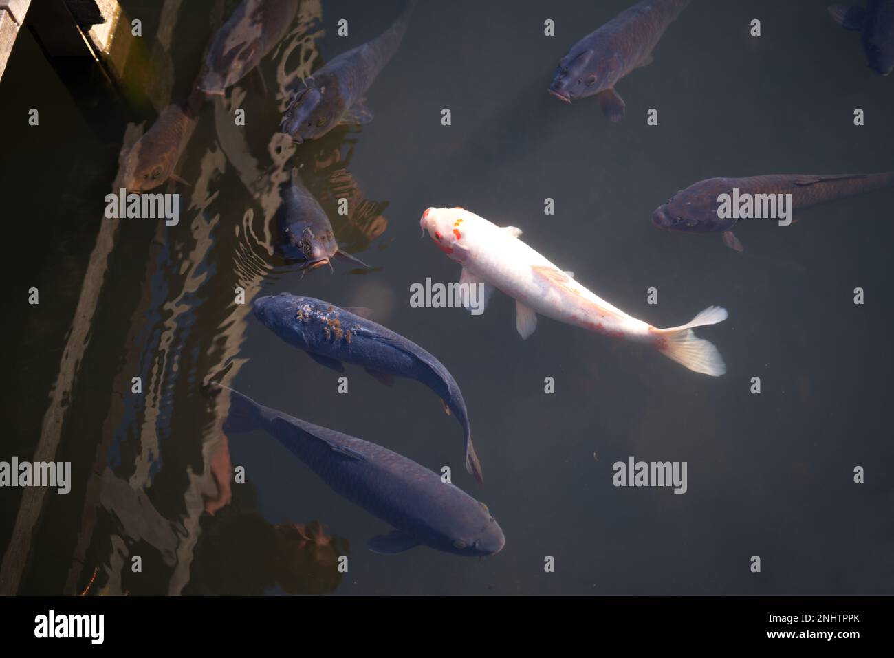Japan Golden Fancy Carps And Koi Fishes In The Pond Popular Pets For