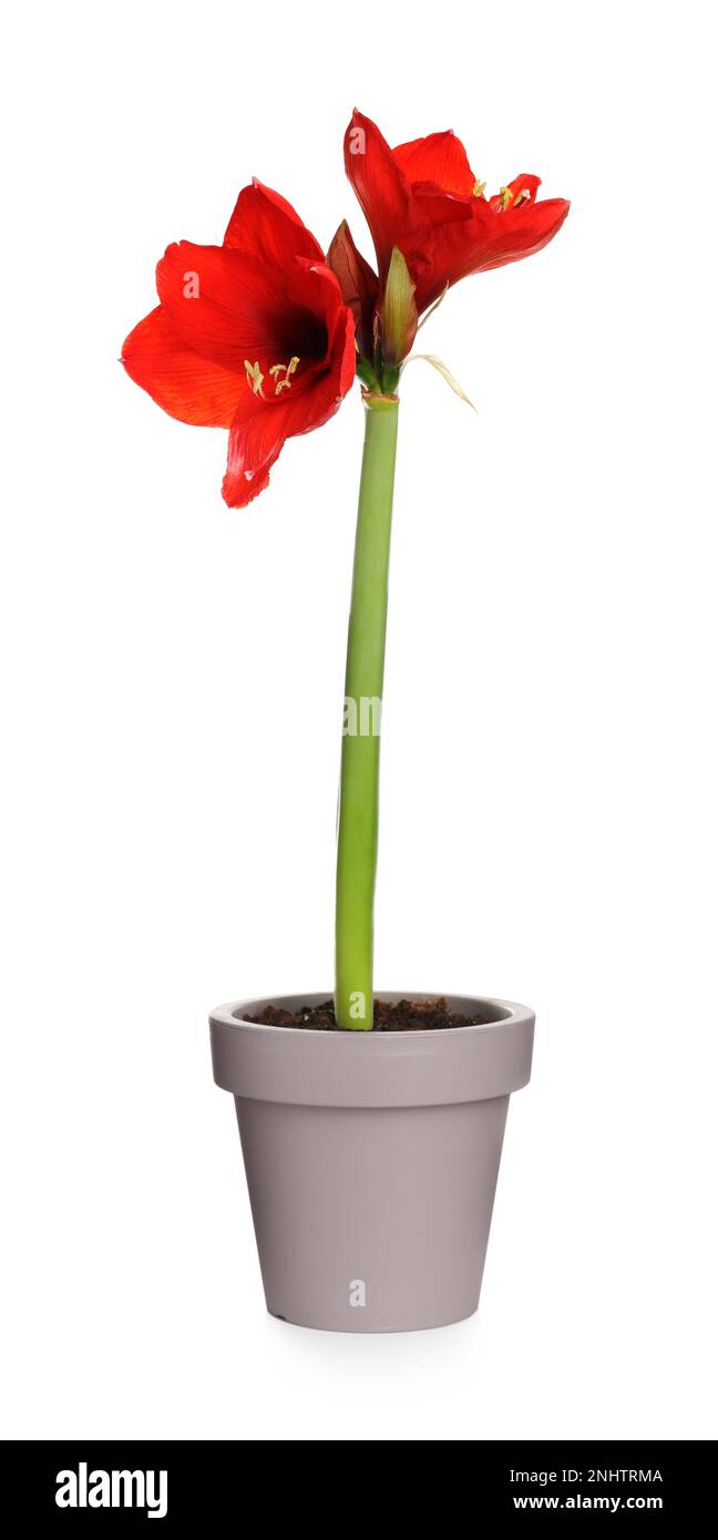 Beautiful red amaryllis flower isolated on white Stock Photo