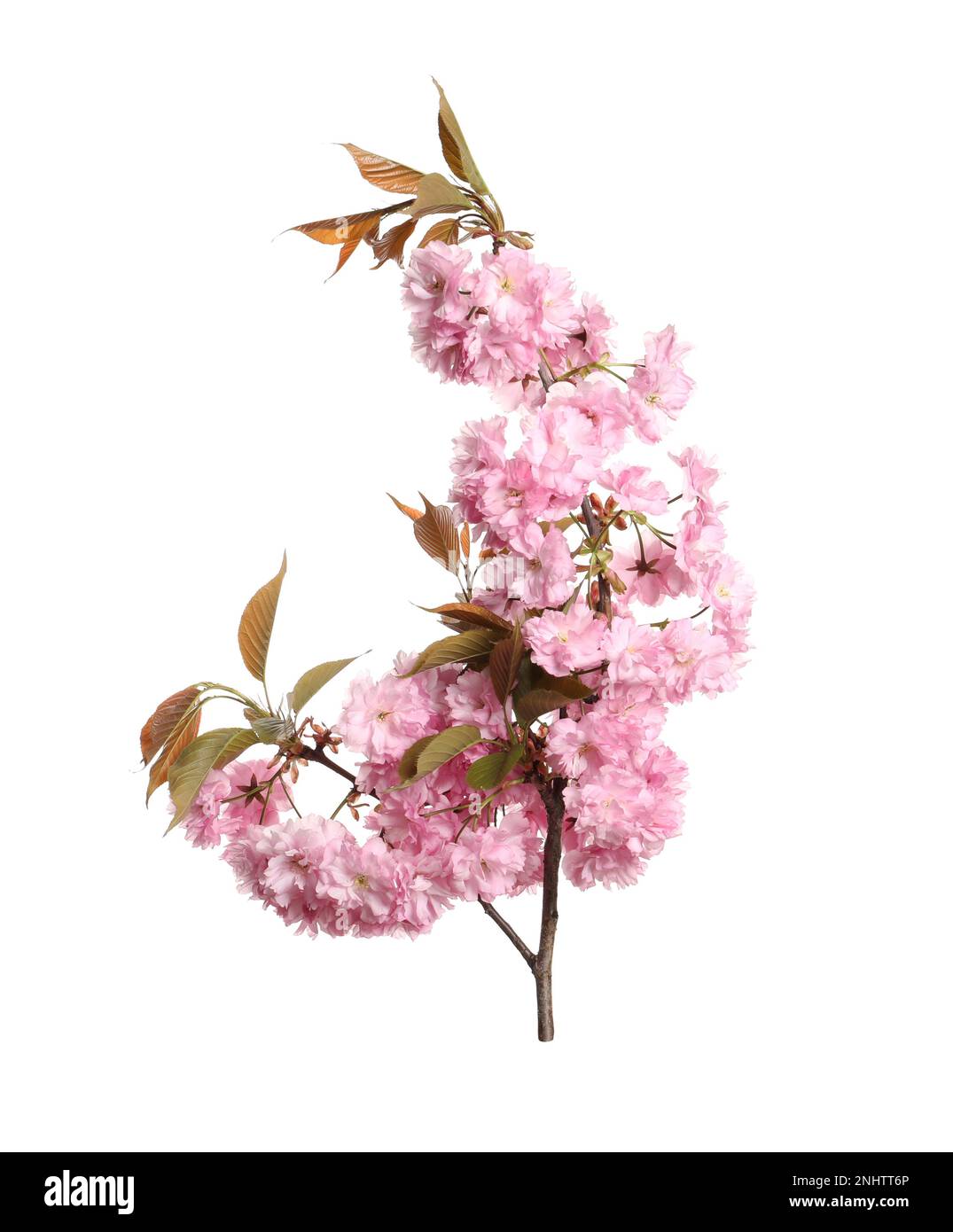 Beautiful sakura tree branch with pink flowers isolated on white Stock ...