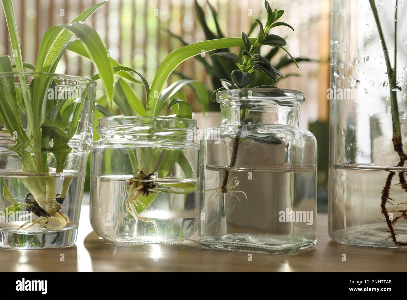 Exotic house plants in water on wooden table, closeup Stock Photo