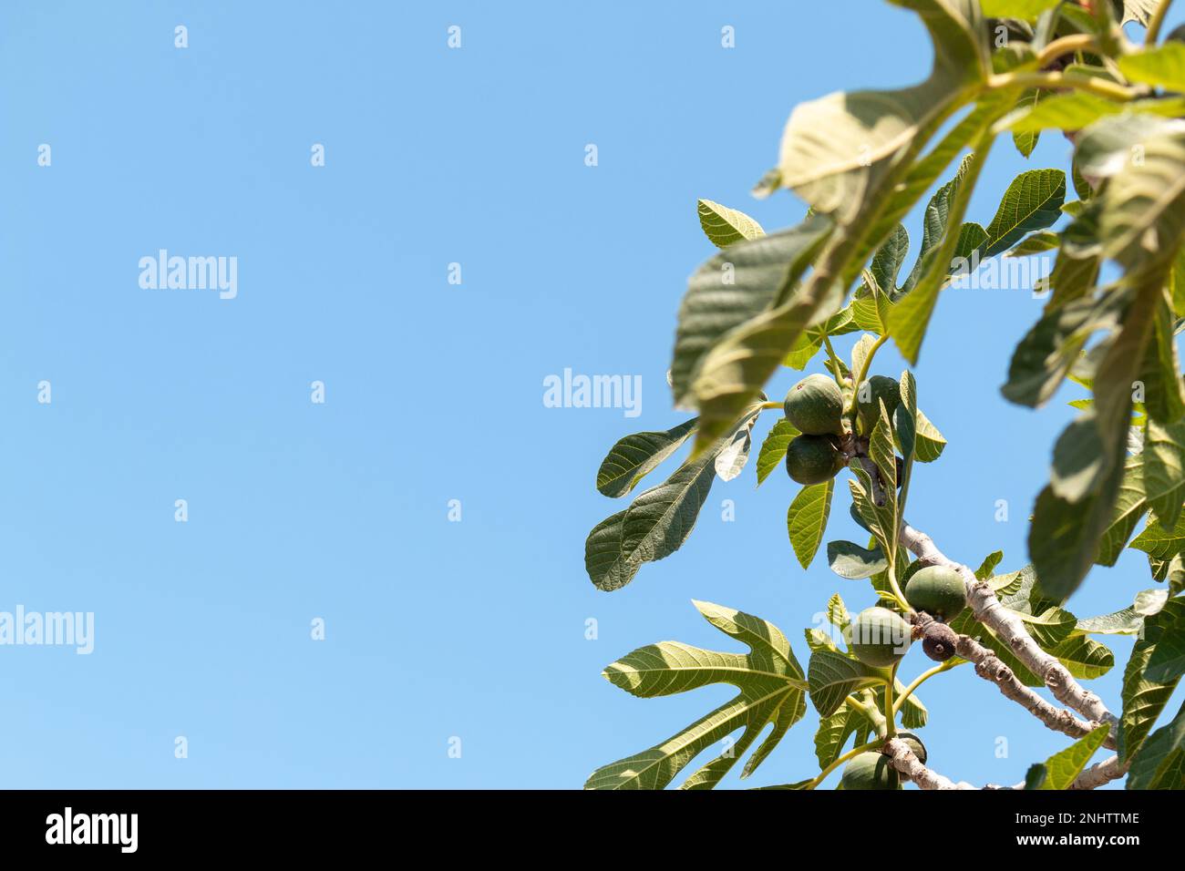 Figs ripening on the tree Stock Photo