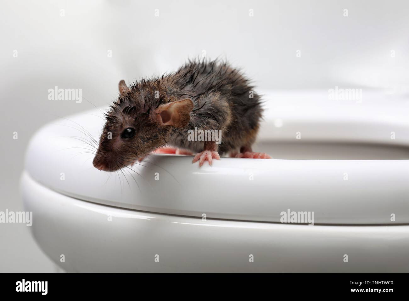 Wet rat on toilet bowl in bathroom, closeup. Pest control Stock Photo