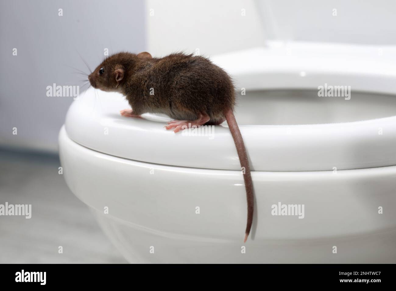 Rat on toilet bowl in bathroom. Pest control Stock Photo Alamy