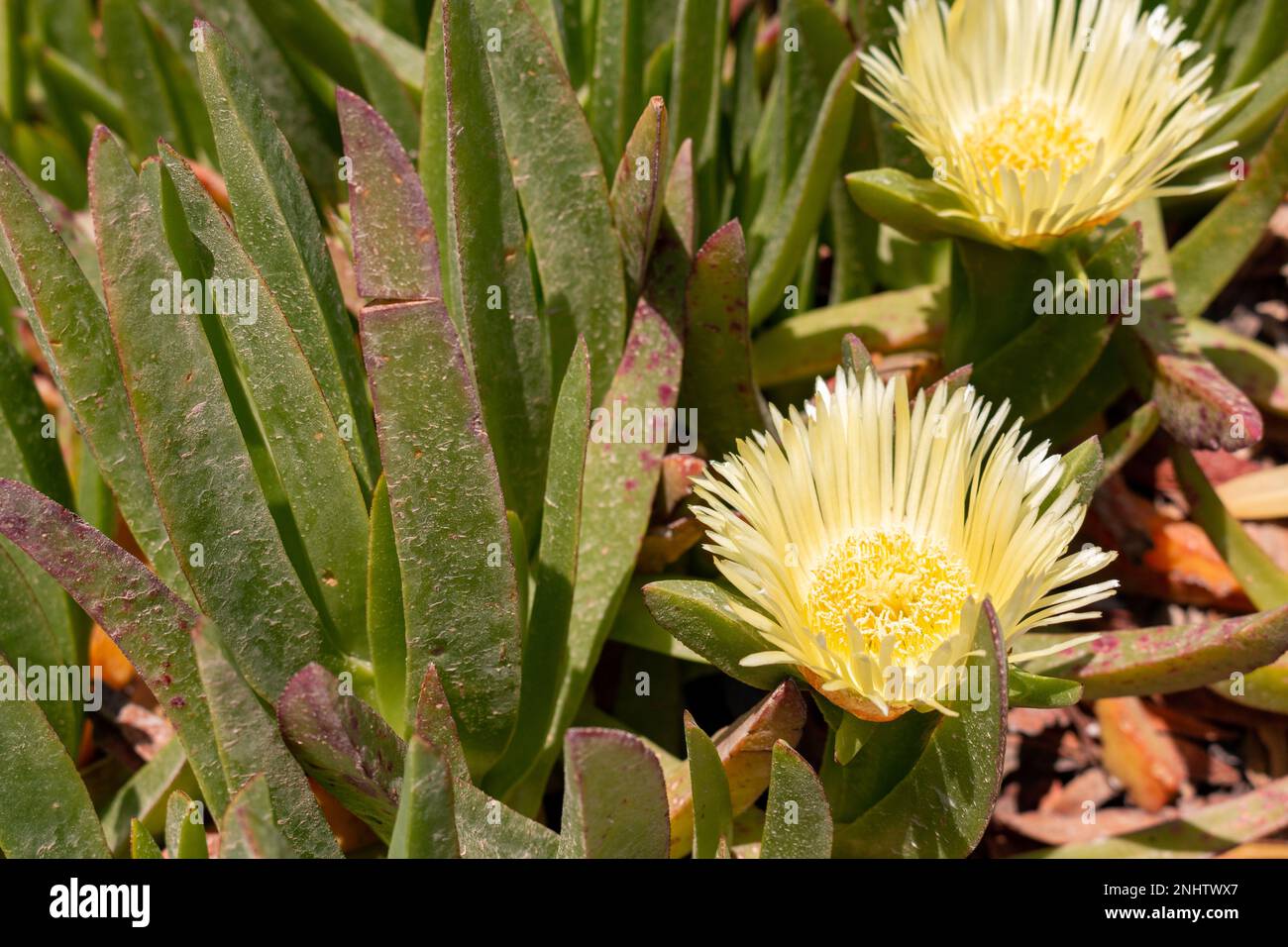 Carpobrotus succulent plant with yellow flowers Stock Photo