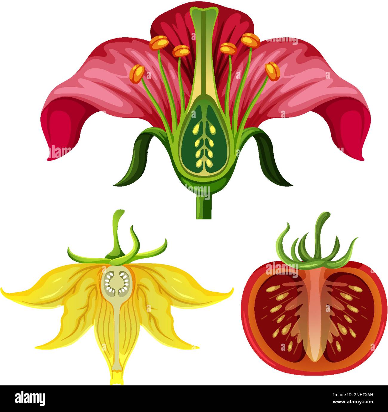 Yellow flower of tomato plant illustration Stock Vector Image & Art Alamy