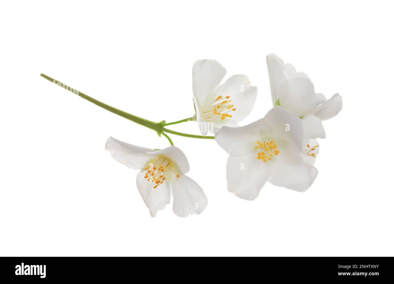 Beautiful flowers of jasmine plant isolated on white Stock Photo - Alamy