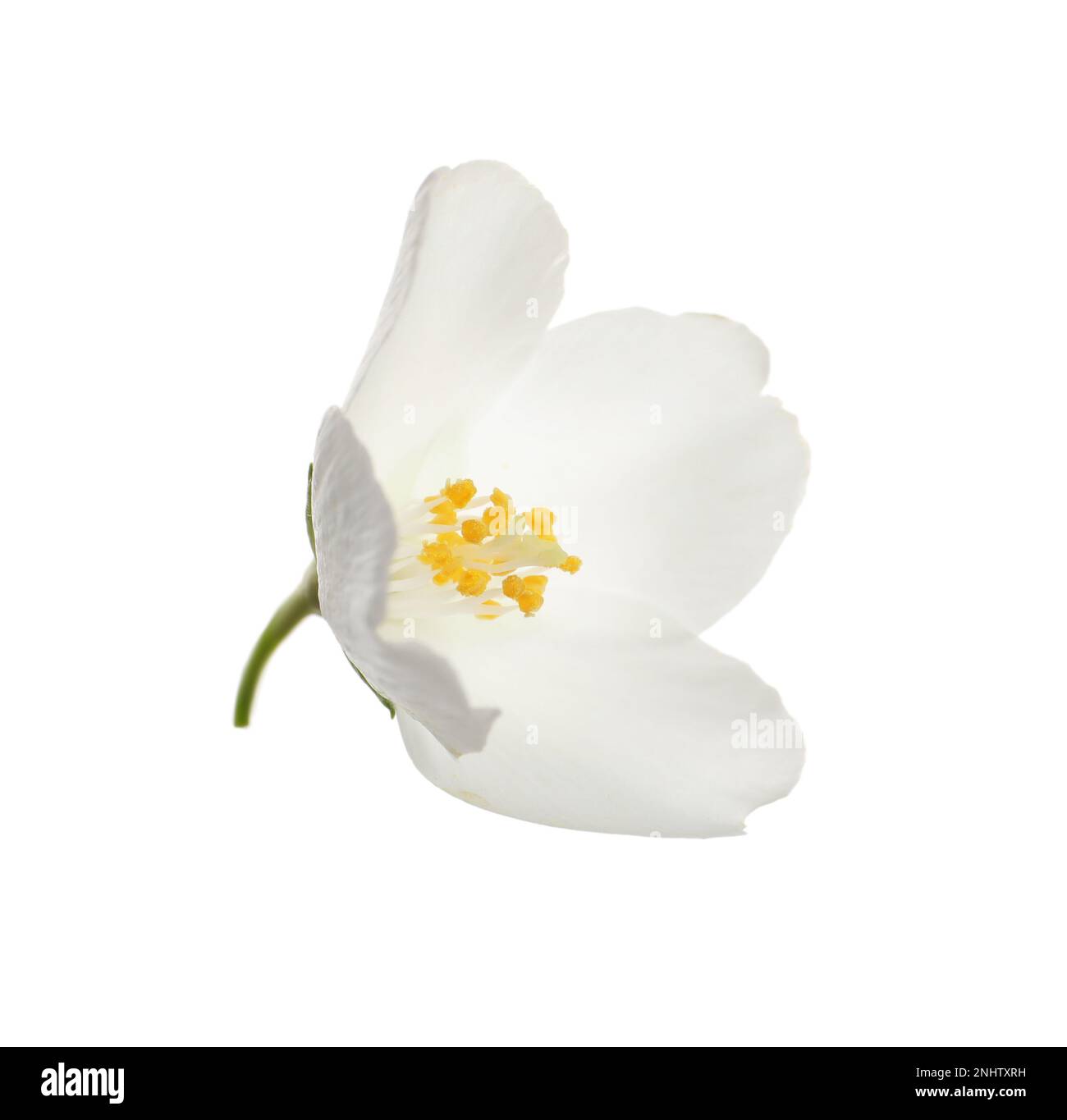 Beautiful flower of jasmine plant isolated on white Stock Photo - Alamy