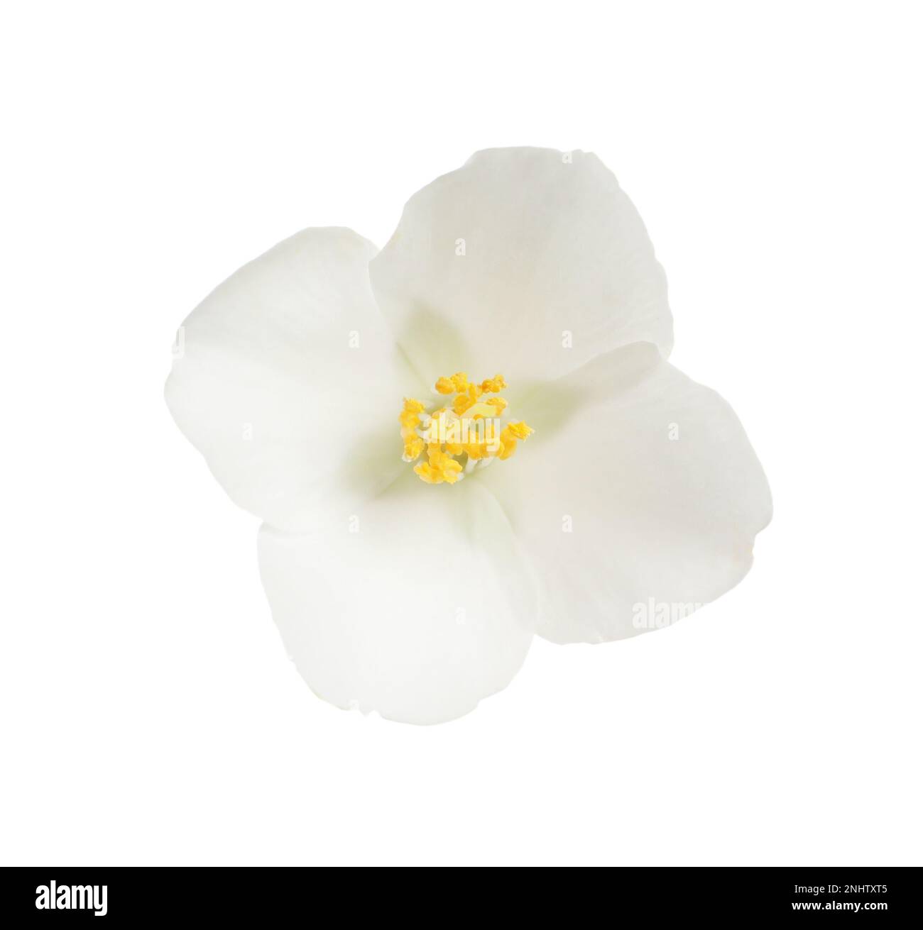 Beautiful flower of jasmine plant isolated on white Stock Photo - Alamy