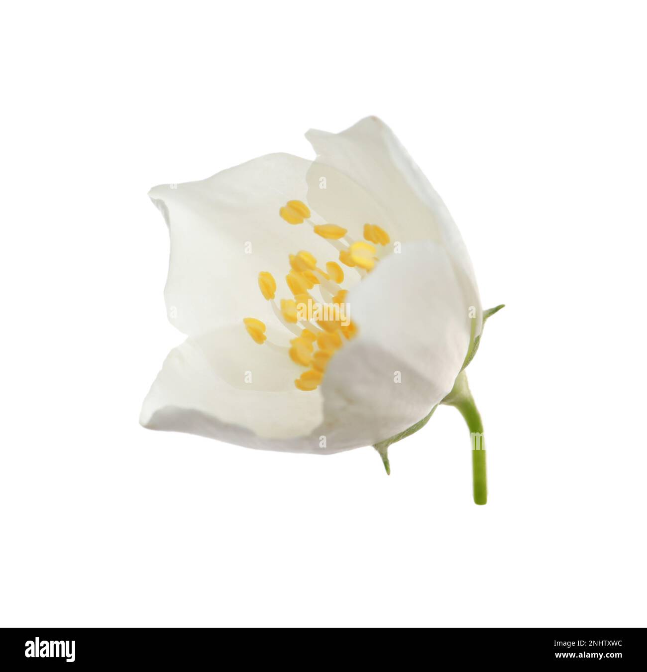 Beautiful flower of jasmine plant isolated on white Stock Photo - Alamy