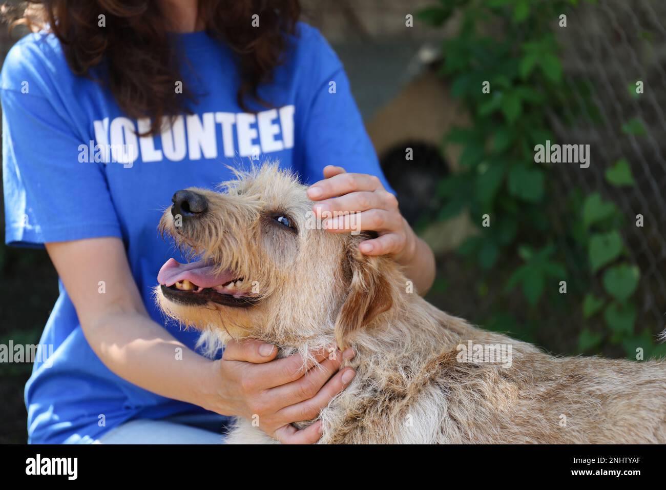 Volunteer with homeless dog in animal shelter, closeup Stock Photo Alamy