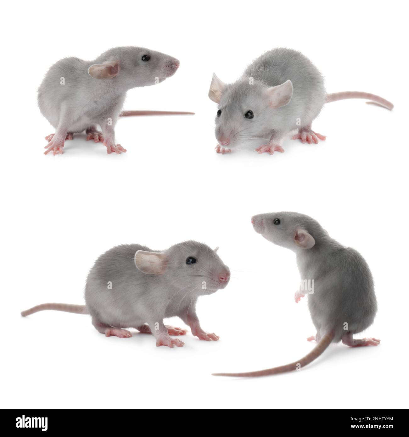 Little rats Cut Out Stock Images & Pictures - Alamy