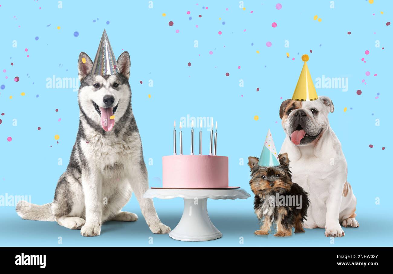 Cute dogs with party hats and delicious birthday cake on light blue ...