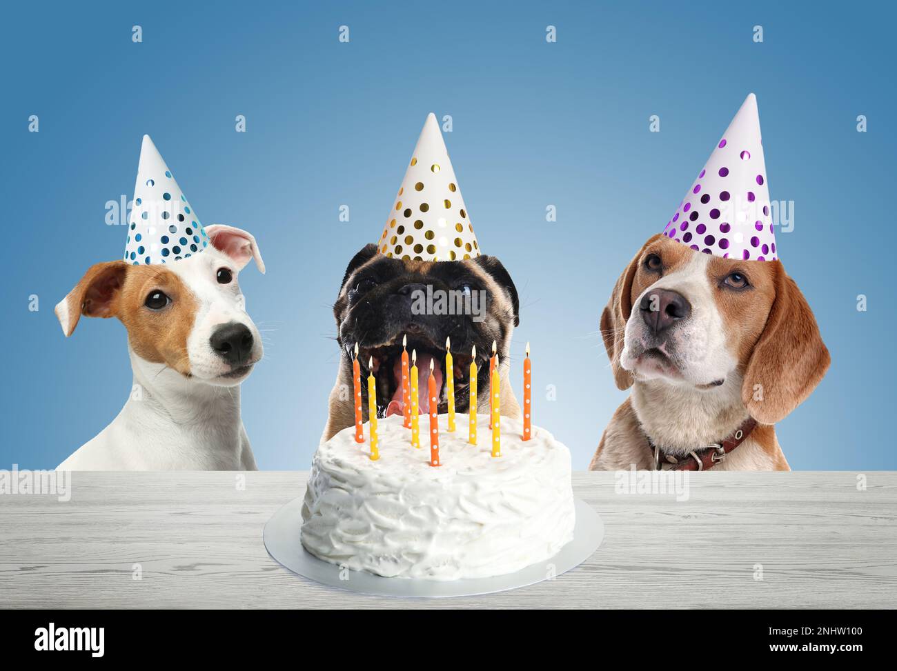 Cute dogs with party hats and delicious birthday cake on light blue ...