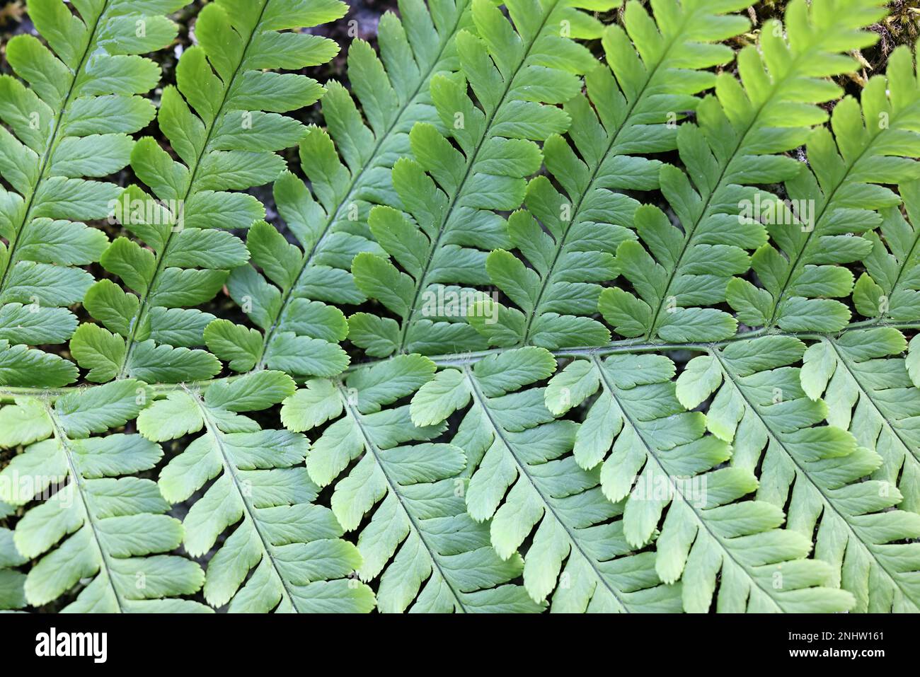Dryopteris filix-mas, commonly known as male fern or worm fern, wild plant from Finland Stock Photo