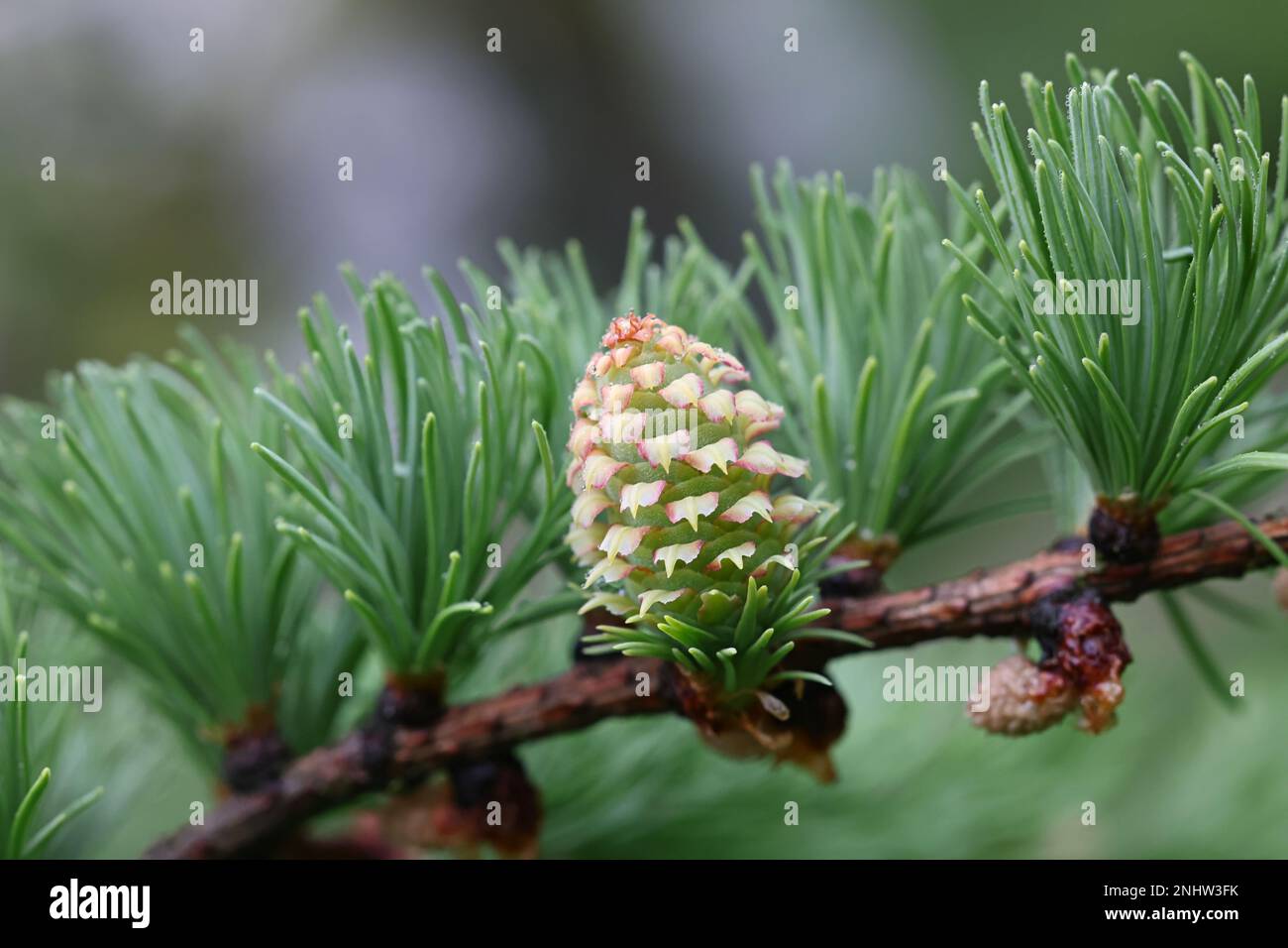 Fresh cone and leaves of European Larch, Larix decidua Stock Photo