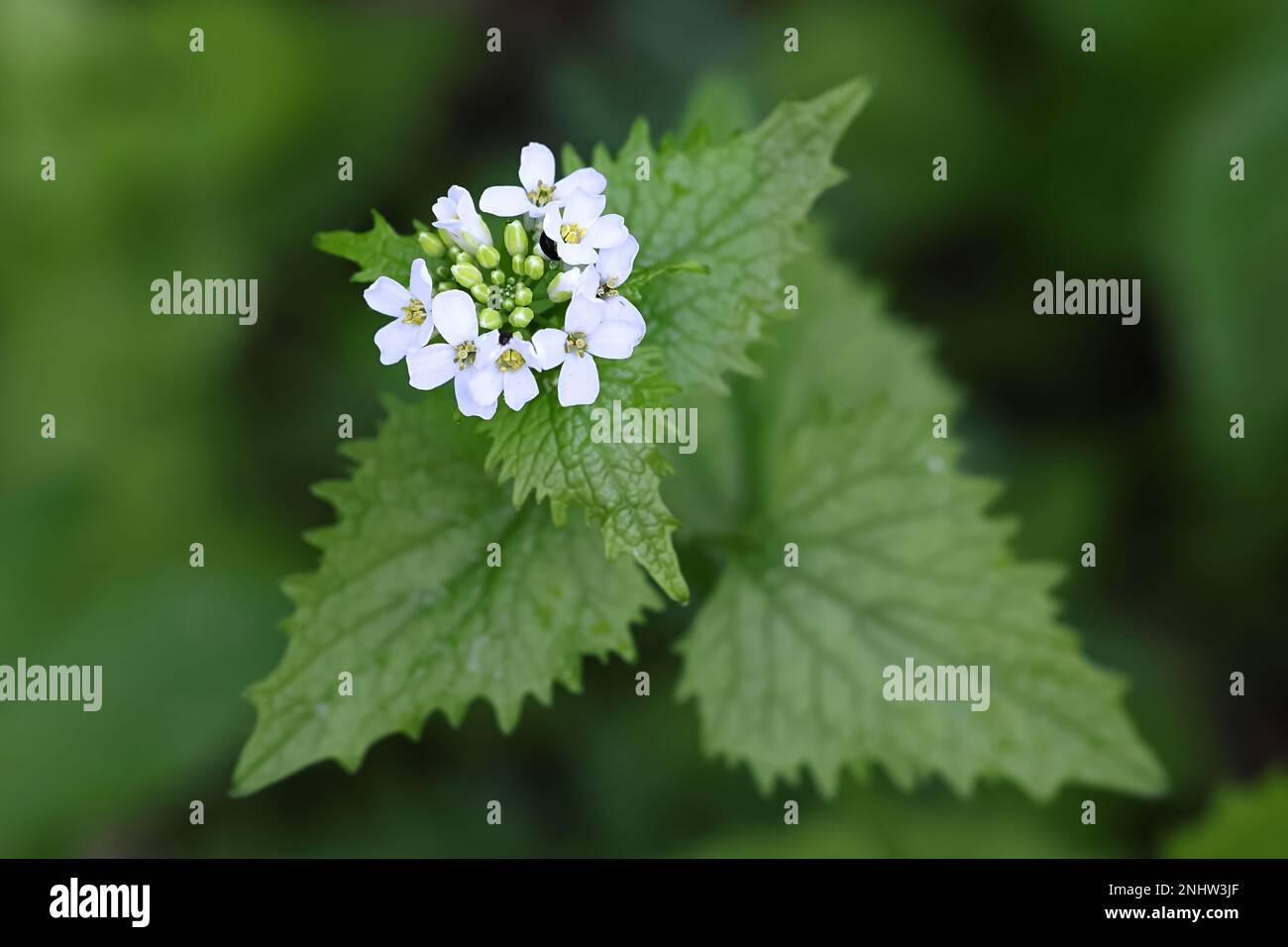 Alliaria petiolata, known as garlic mustard, garlic root, hedge garlic,  penny hedge or poor man's mustard, wild medicinal plant from Finland Stock Photo