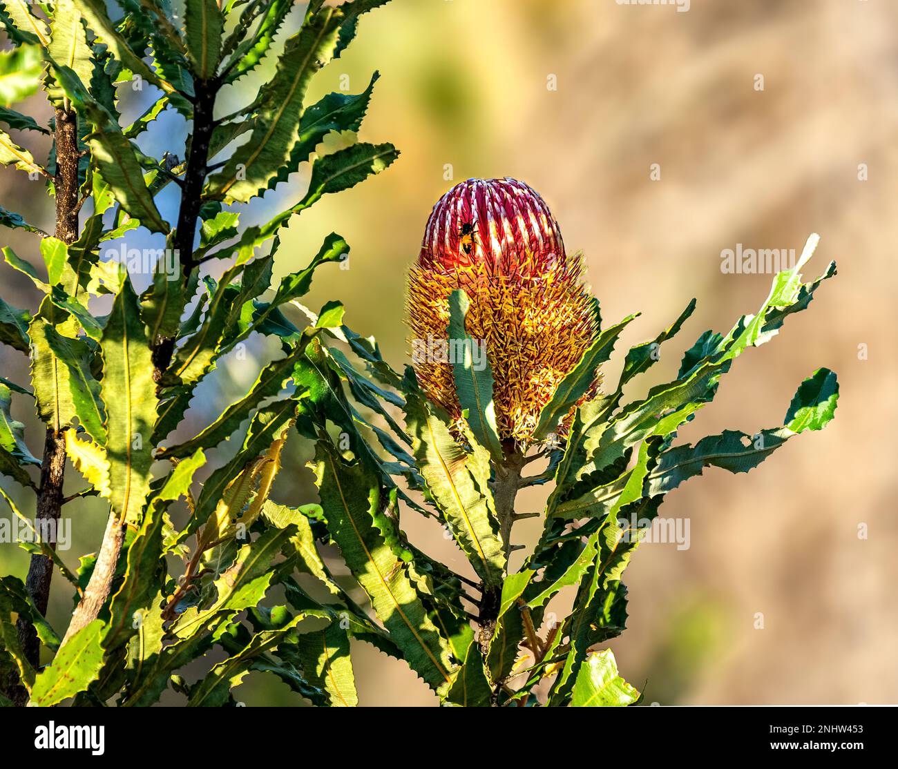 The Flower of a Banksia tree which is natural to Western Australia. Stock Photo