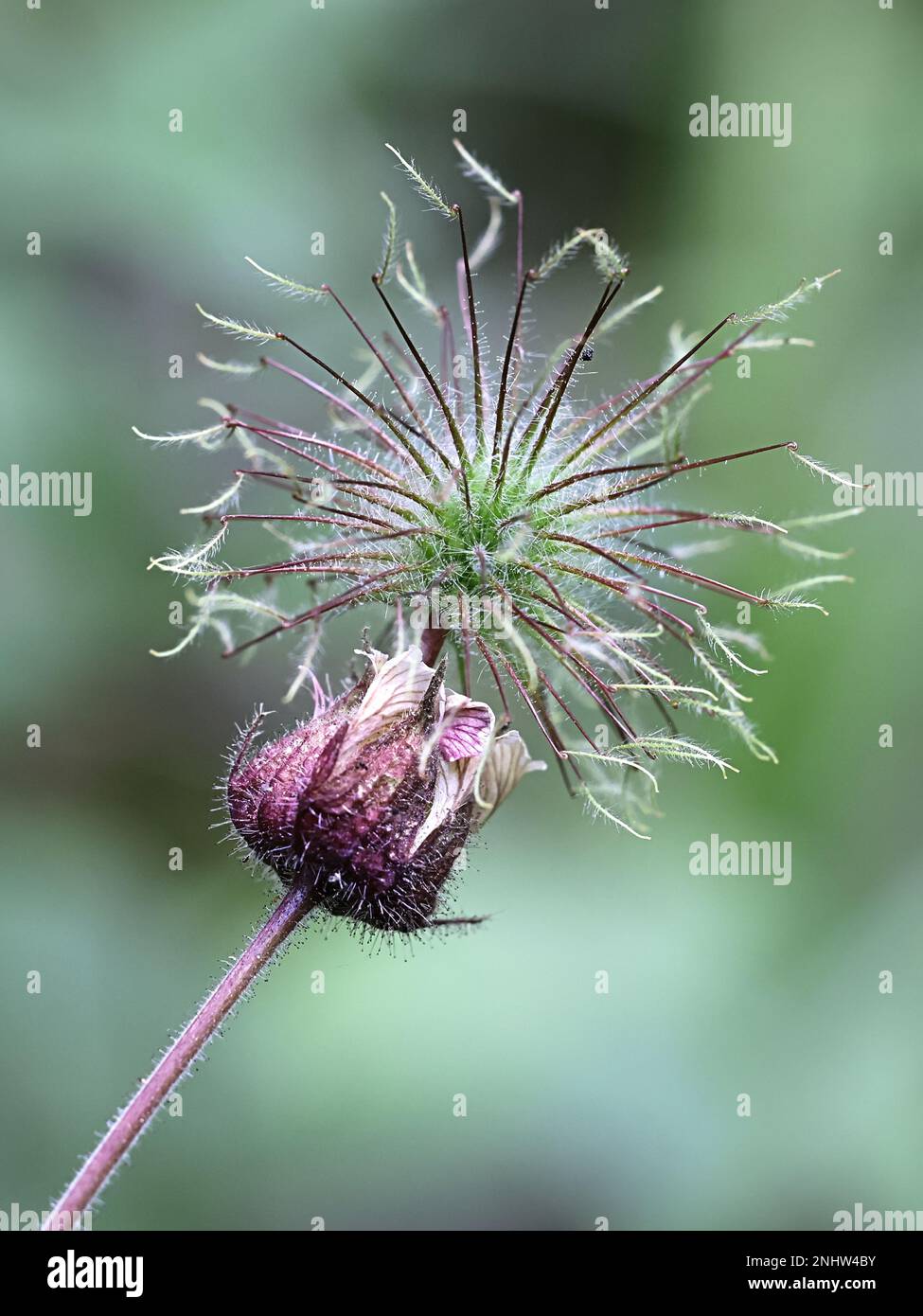 Water Avens, Geum rivale, also known as Cure all, Drooping avens or Water flower, wild plant from Finland Stock Photo