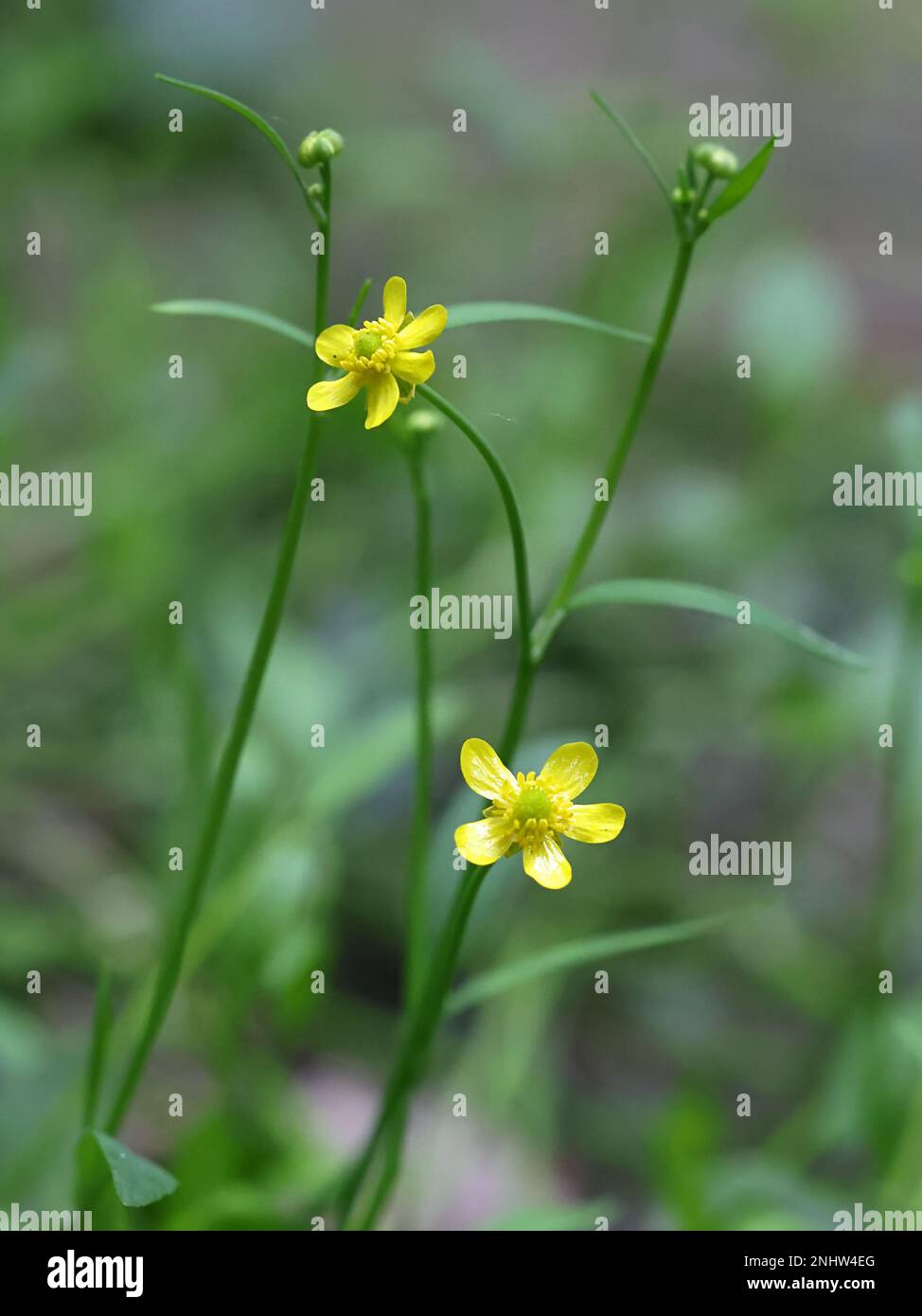Ranunculus flammula, commonly known as Lesser Spearwort, wild flower from Finland Stock Photo