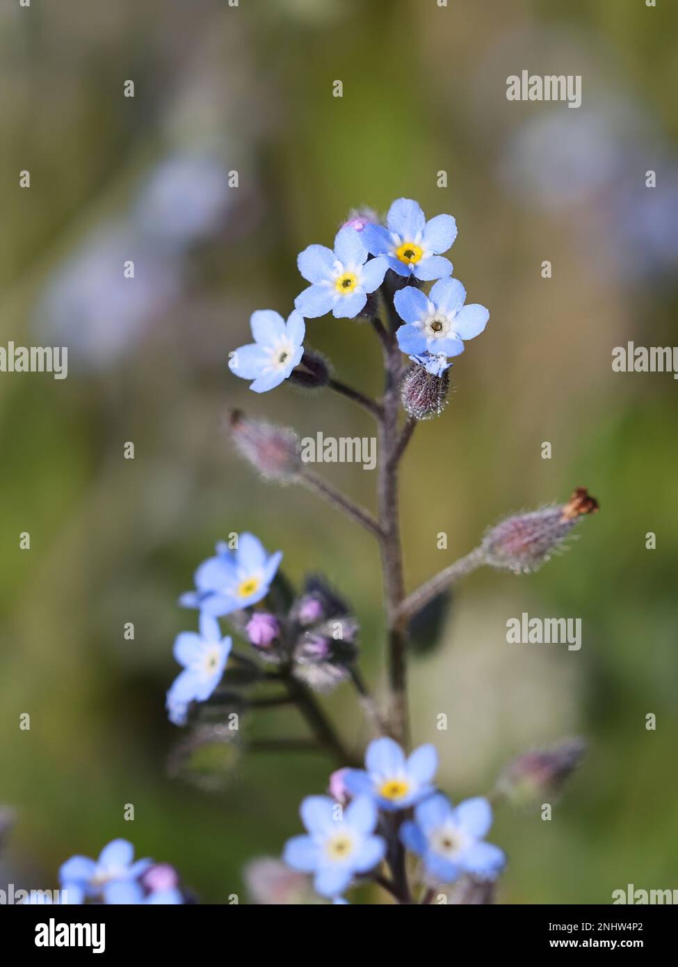Field forget-me-not, Myosotis arvensis, also known as Common forget-me-not, wild flower from Finland Stock Photo