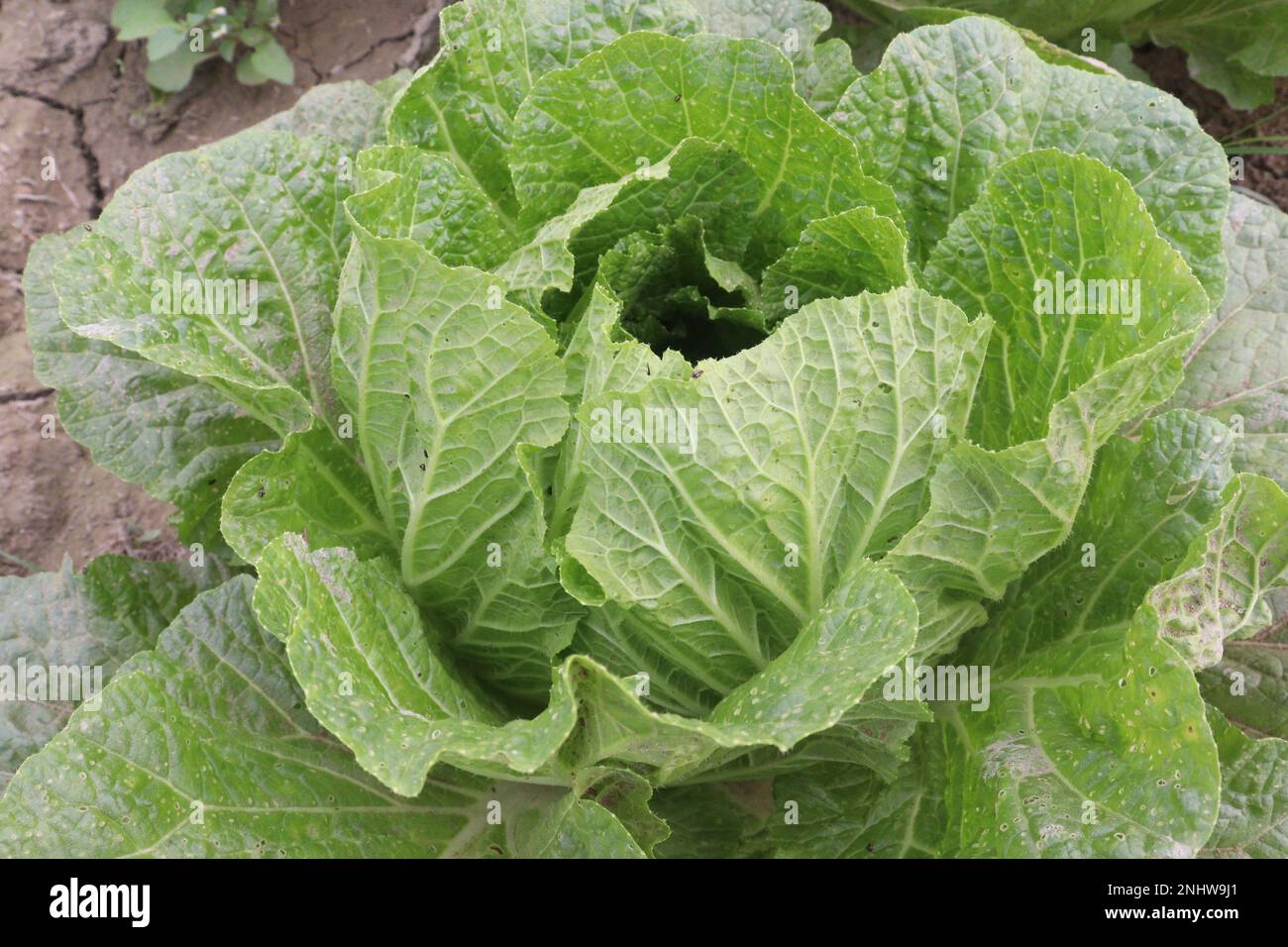 green colored Chinese Cabbage Plant on farm for harvest are cash crops Stock Photo