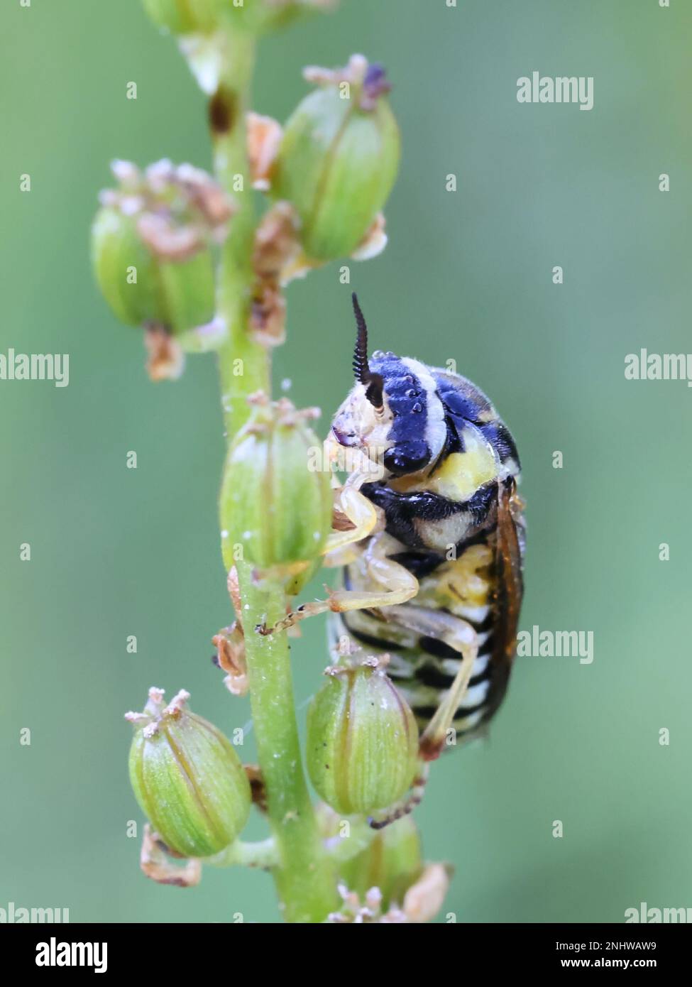 Diprion pini, known as common pine sawfly, a serious pest of economic forestry Stock Photo
