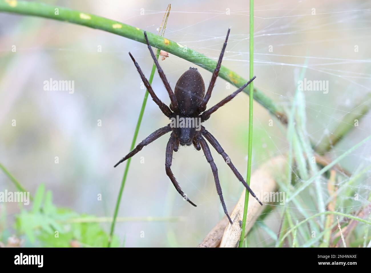 Great raft spider, Dolomedes plantarius, also called fen raft spider