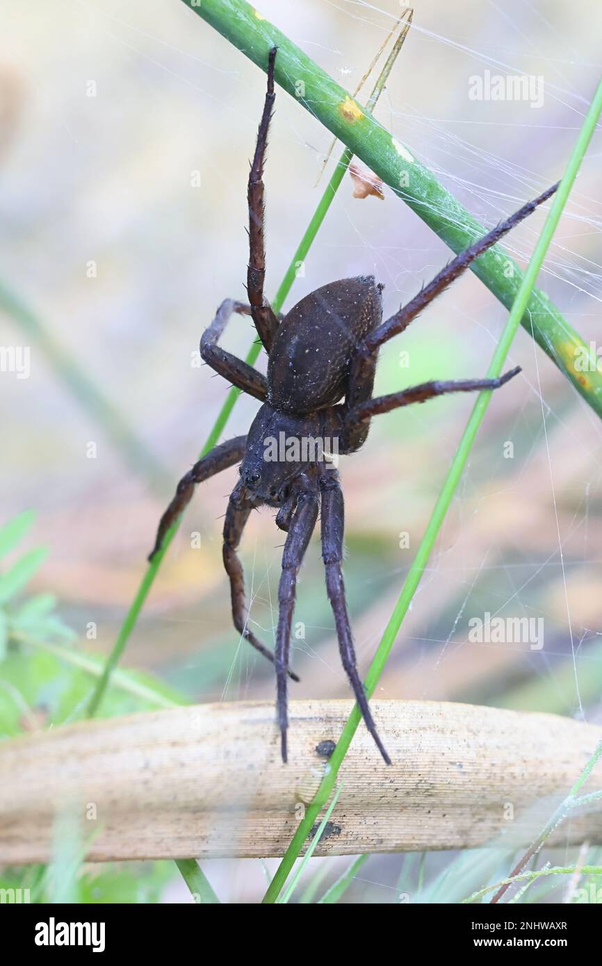 Great raft spider, Dolomedes plantarius, also called  fen raft spider, female guarding nest Stock Photo