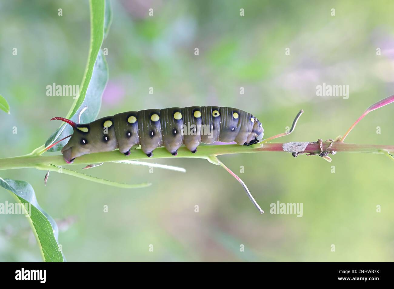 Caterpillar of bedstraw hawk-moth, Hyles gallii, feeding on fireweed, Chamaenerion angustifolium Stock Photo