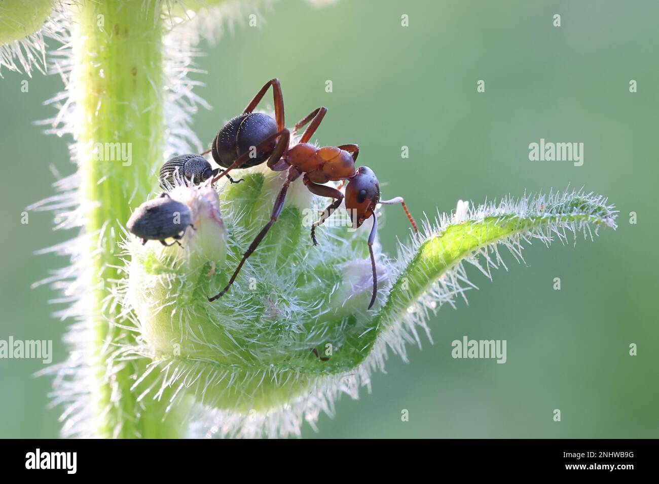 Wood ant and weevils on a flower bud of Bristly Bellflower, Campanula cervicaria Stock Photo