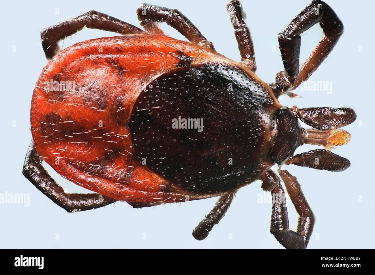 Castor bean tick, Ixodes ricinus, dangerous transmitter of both bacterial and viral pathogens such as Lyme disease and tick-borne encephalitis., micro Stock Photo