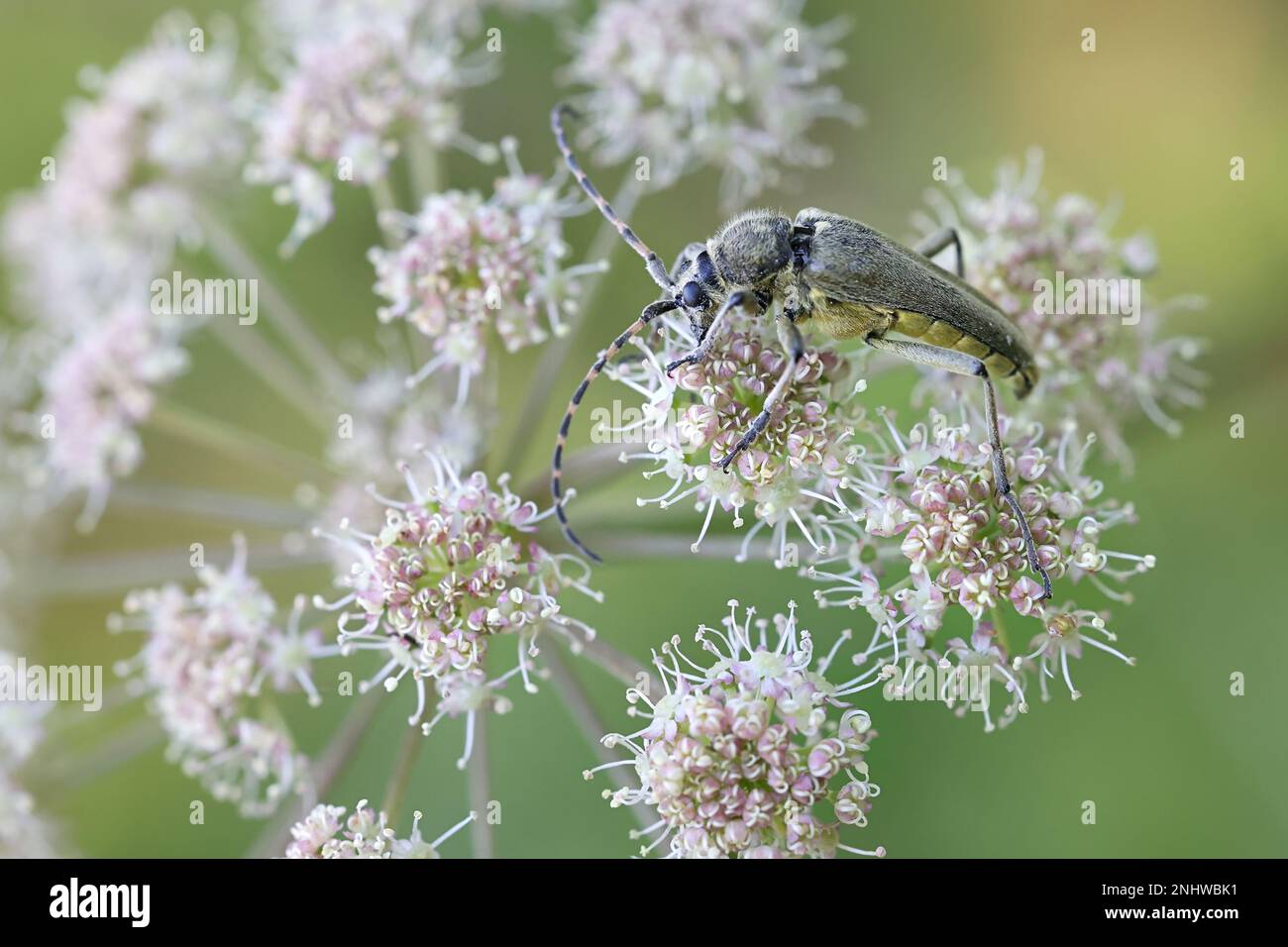 Longhorn beetle or longicorn, Anoplodera virens, feeding on Wild Angelica Stock Photo