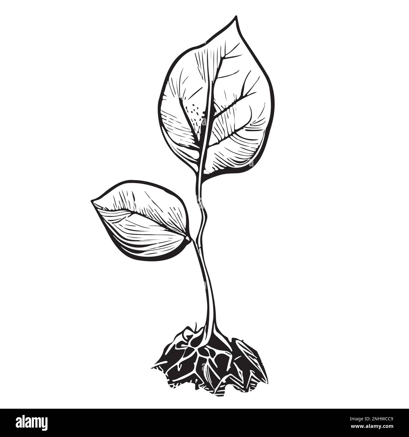 Young sprout from the ground sketch vector illustration stock vector