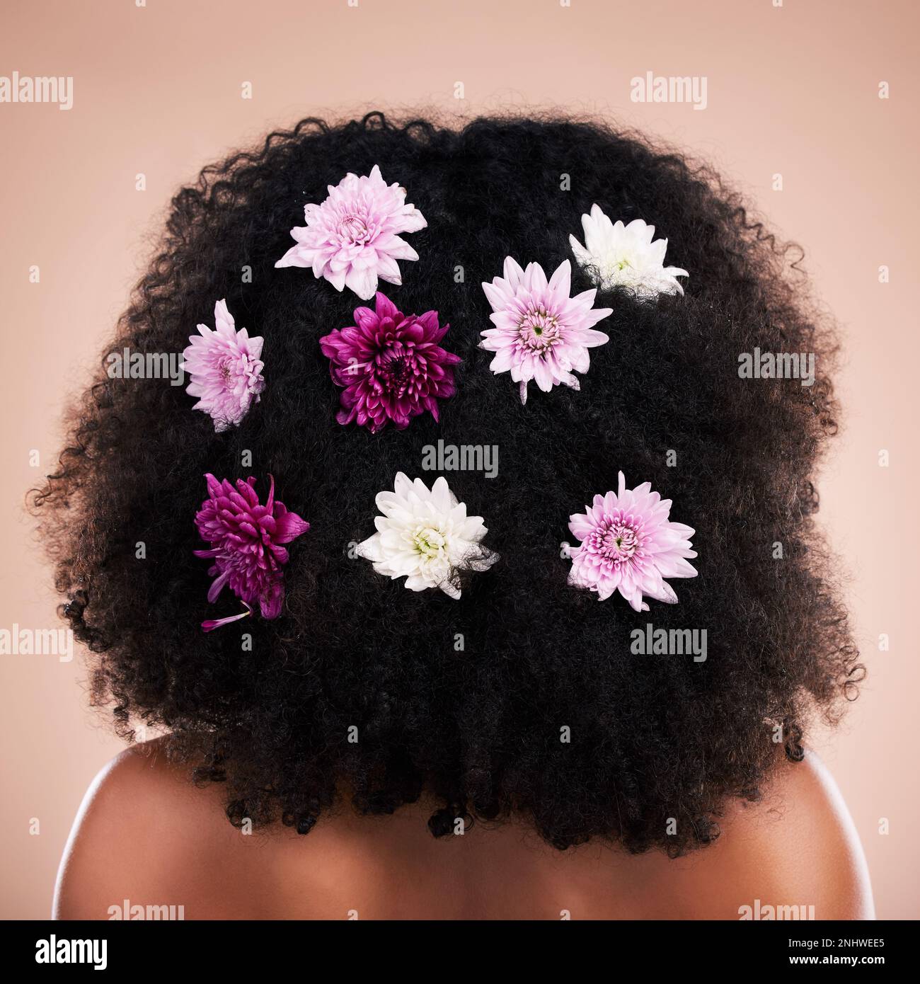 Back, hair care and beauty of black woman with flowers in studio ...