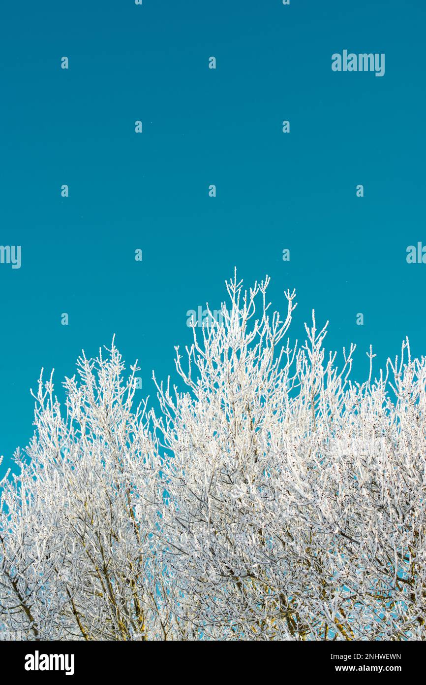 Leafless tree frozen by the winter cold of the Pyrenees Stock Photo - Alamy