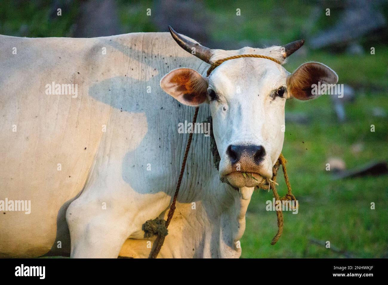 White cow with horns looking at camera in summer field. Cattle farm concept. Rural domestic animal. Cow at countryside. Sacred indian animal white cow Stock Photo