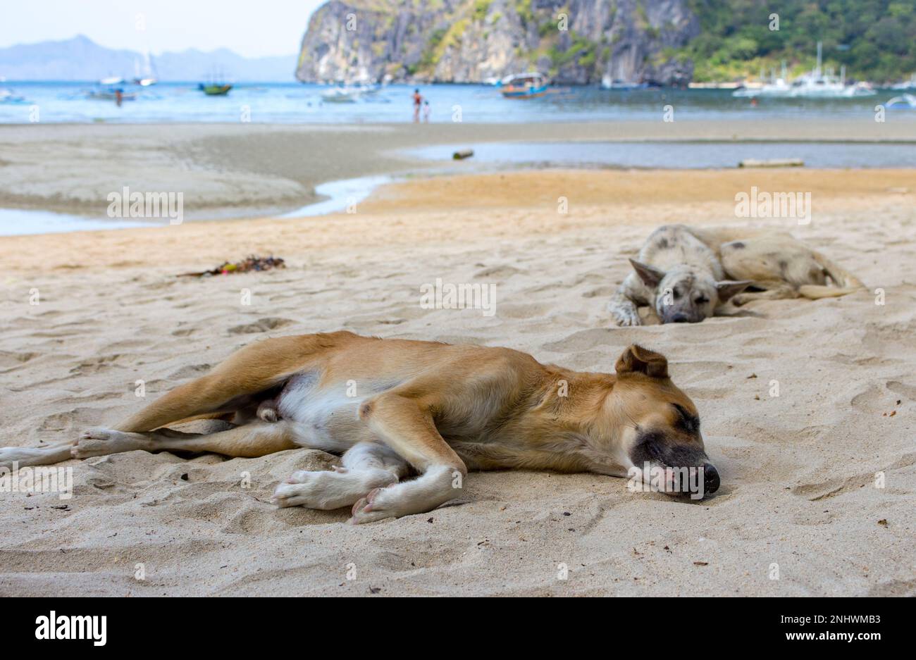 Two homeless dogs on the beach. Sleeping dogs on sea coast, Asia. Adorable tired pets on hot summer day. Brown and gray dogs lying on sand. Stock Photo