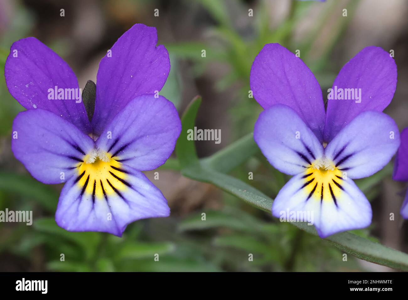 Viola tricolor, known as Johnny Jump up, heartsease, heart's delight and many other names, wild flower from Finland Stock Photo