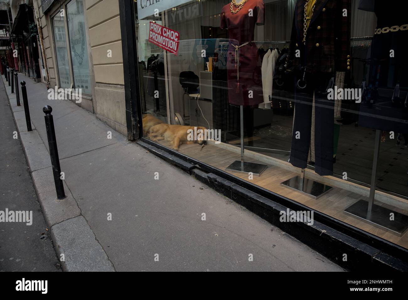 Golden retriever in a boutique in Paris Stock Photo