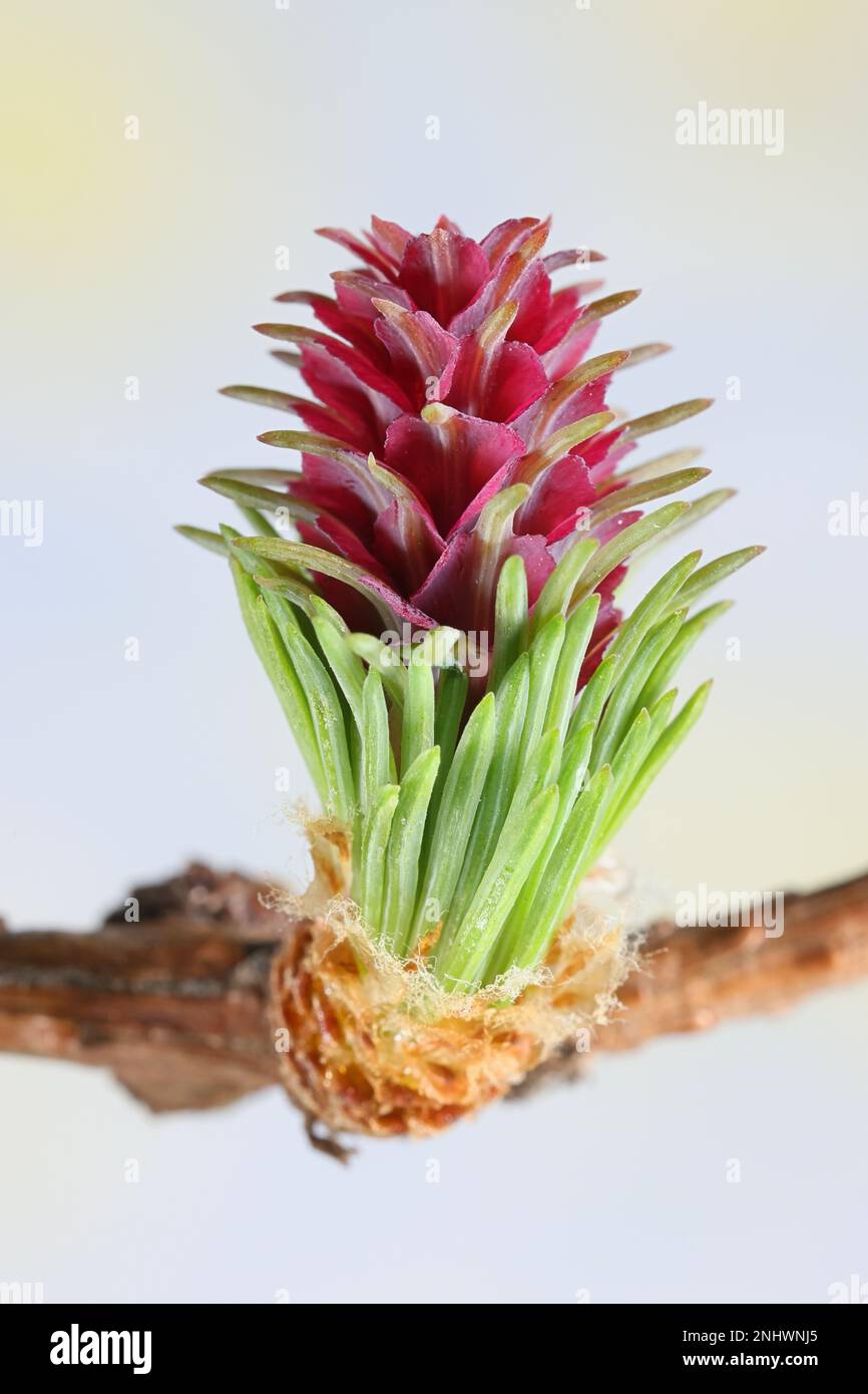 Female cones of Larix sibirica, known as the Siberian larch or Russian larch, blooming in April Stock Photo