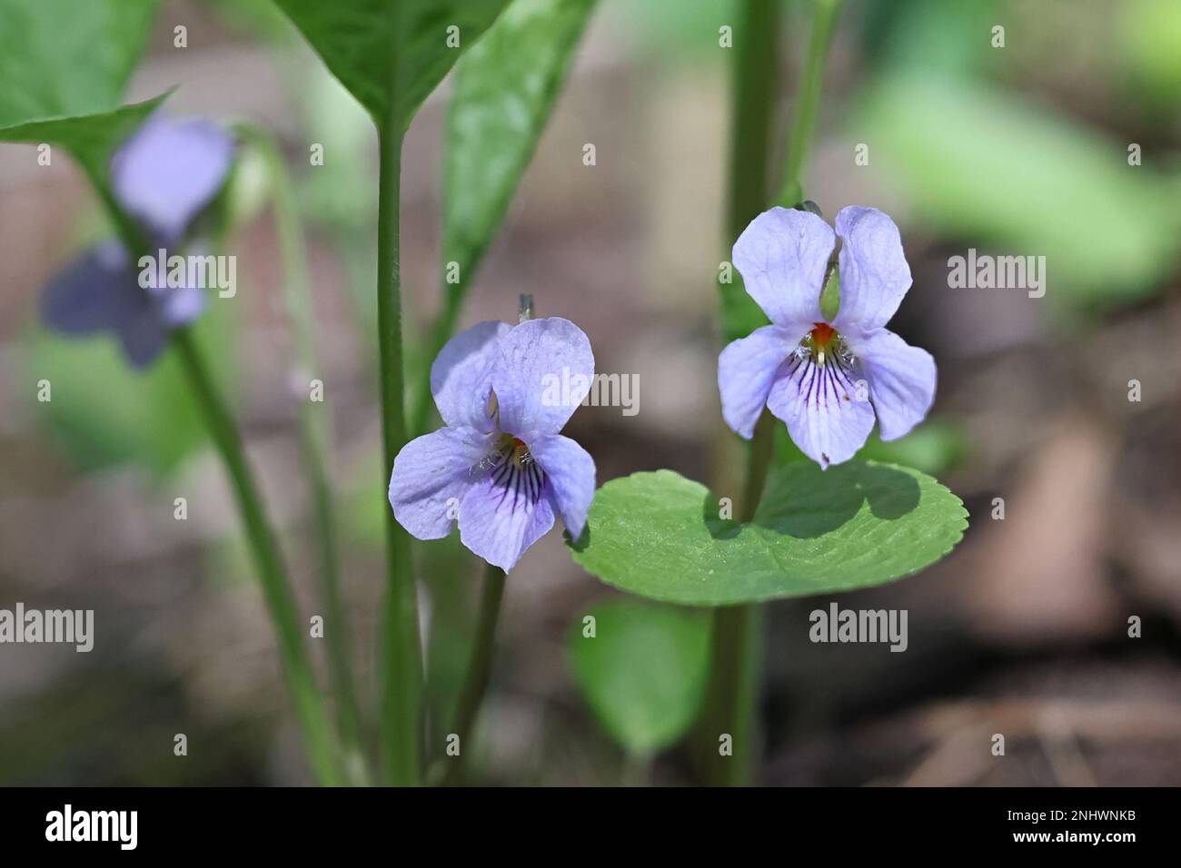 Wonder Violet, Viola mirabilis, wild spring flower from Finland Stock Photo